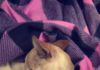 以為愛犬已過世! 她收到「詭異簡訊」收容所奇蹟重逢:竟然真的是你
